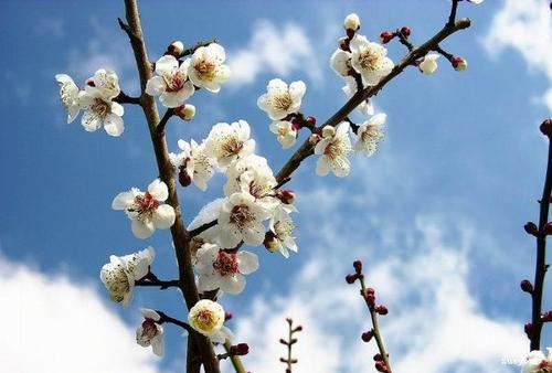 李子上的组成：梅花_400字