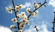 关于梅花的作文：梅花的傲气_400字