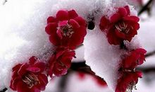 关于梅花的作文：窗前的梅花（二）_800字