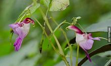 大自然的玩笑_750字