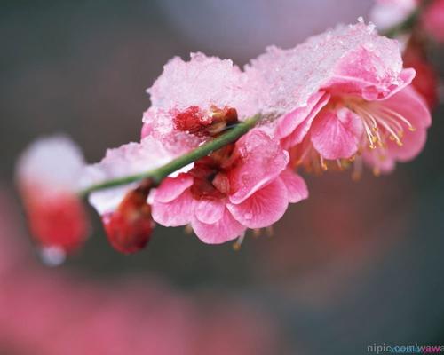 用梅花组成：李子的傲慢（2）_400字