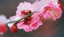 关于梅花的作文：梅花的傲气（二）_400字