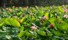 回忆的夏天_450字