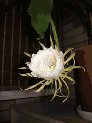 在眼中，