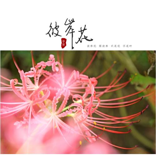 [令人难忘的2014年论文]花在时间上开放_900字