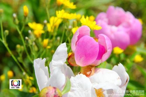 另一个季节花开头_900字