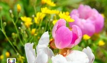 又是一季花开时_900字