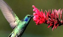 我想唱首歌_900字