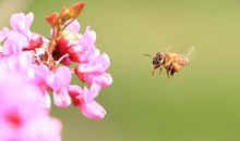 关于春的作文：春天漫想_750字