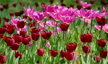 关于春的作文：穿越春天的芳草地_100字