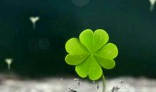 四叶草会在未来唯美盛开_900字