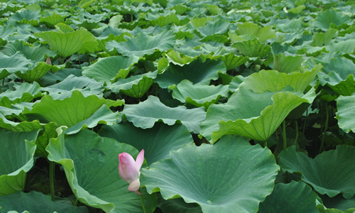 夏天的组成：夏季公园_100字