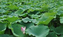 关于夏天的作文：夏天的公园_100字