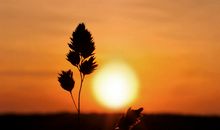 夏天的夕阳_350字