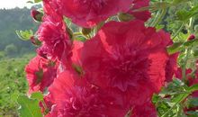 花之曰——正月的花神是谁？_150字