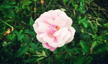 孤独“花”生_350字