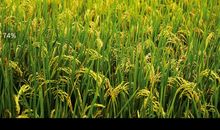 一粒米的自述_1200字