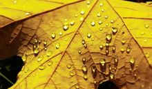 美丽的落叶_400字