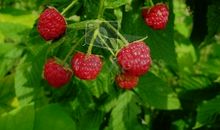 植物的秋天_350字