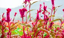 【朋友】友谊如花儿般绽放_450字