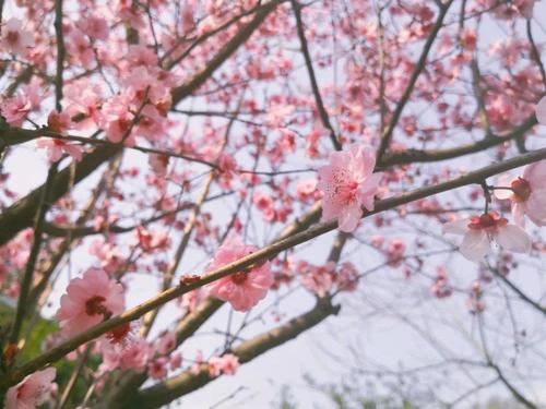 [令人难忘的2014年文章] Mo Flower Bloom _1000字