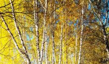 [秋天的童话]秋天的田野_900字