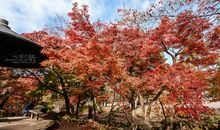 [秋天的童话]我是一片秋天的枫叶_700字