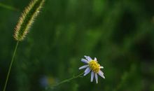 那些野花野草——84班_3000字