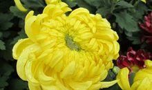 2020青海高考满分作文：美美与共，天下大同_1500字