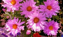 那欢喜的芬芳_1200字