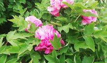 绽放墓碑上停止的心跳_800字