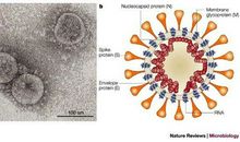 关于新型冠状病毒作文：新型冠状病毒目前有疫苗吗？_100字