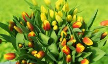 春天的礼物_400字