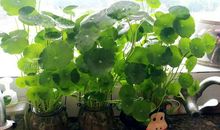 此情已去凡心死