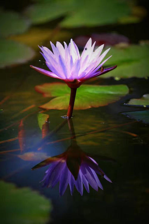 花美人影