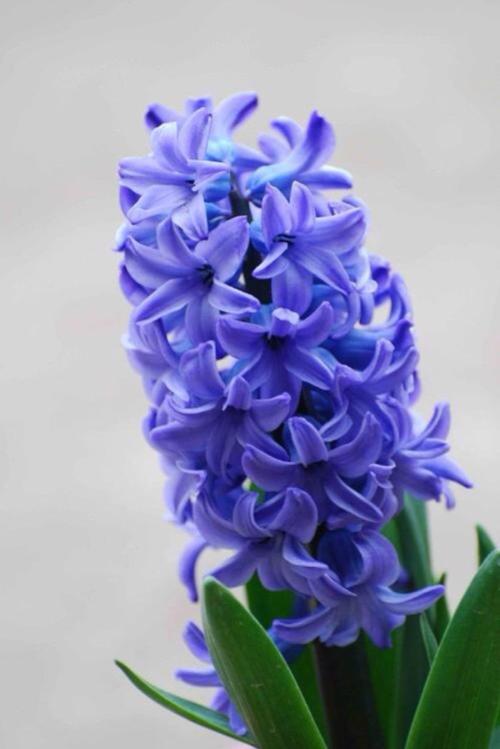 风信子的风景_150字