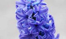 风信子花的香味_150字