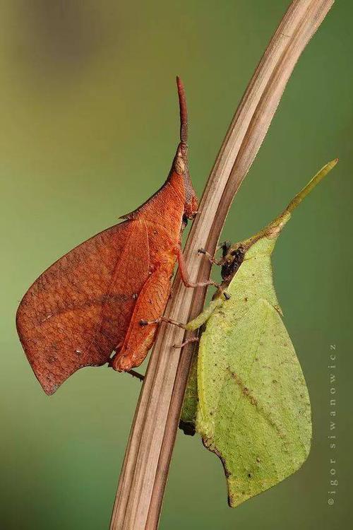 死，我想告诉你_800字