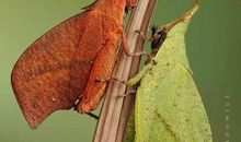 枯叶蝶，我想对你说_800字