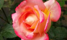 夏天的脚步_650字