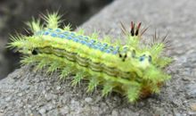 我们的“毛辣子”_650字