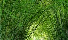 走进记忆的竹林_750字