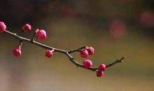 花开破败，已不在_750字