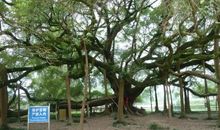 美丽的大榕树_500字