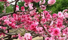 何处觅春天_900字