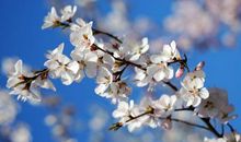 我爱家乡的春天_350字