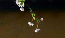 梦里花落知多少_1500字