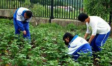 去劳动基地的报道_800字