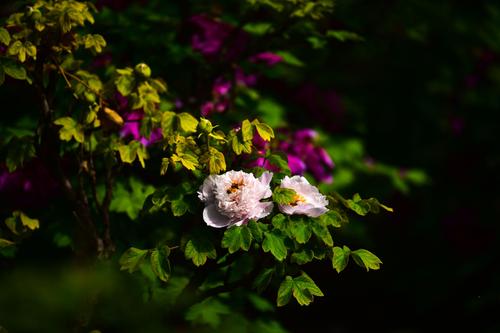 [愿文章]女性爱情花开了_1000字