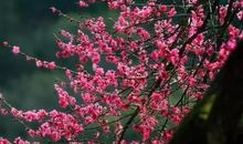 风光人不觉，已著后园梅